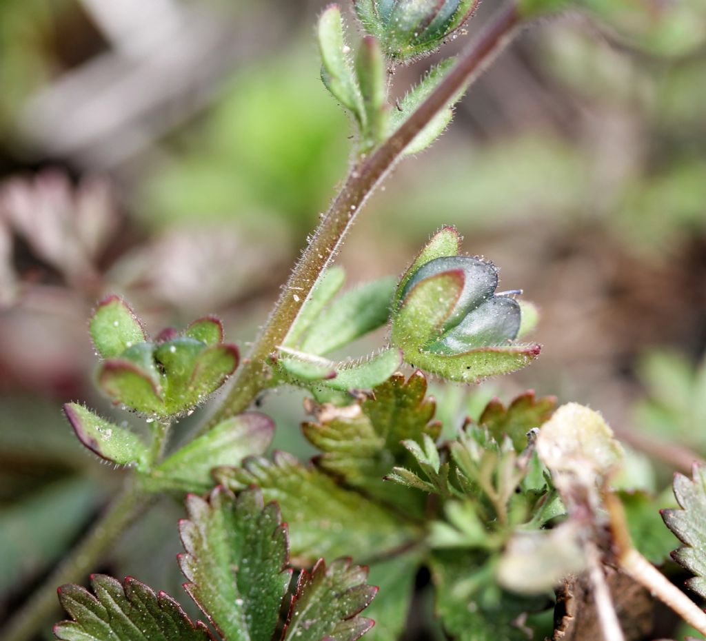 Veronica triphyllos / Veronica trifogliata